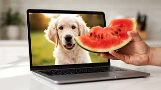 Dog & Watermelon